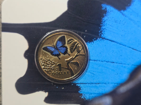 Ulysses Butterfly Coloured Bright Bugs $1 2014