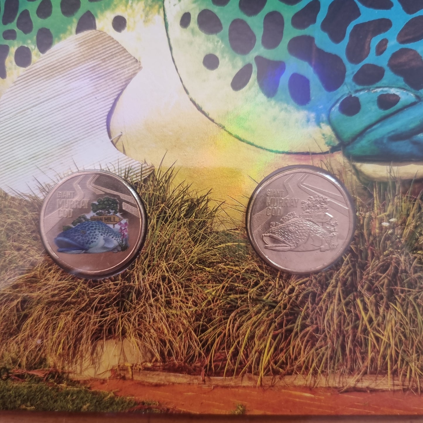 Murray Cod Large - Big Things Two Coin Coloured $1 impressions PNC 2023