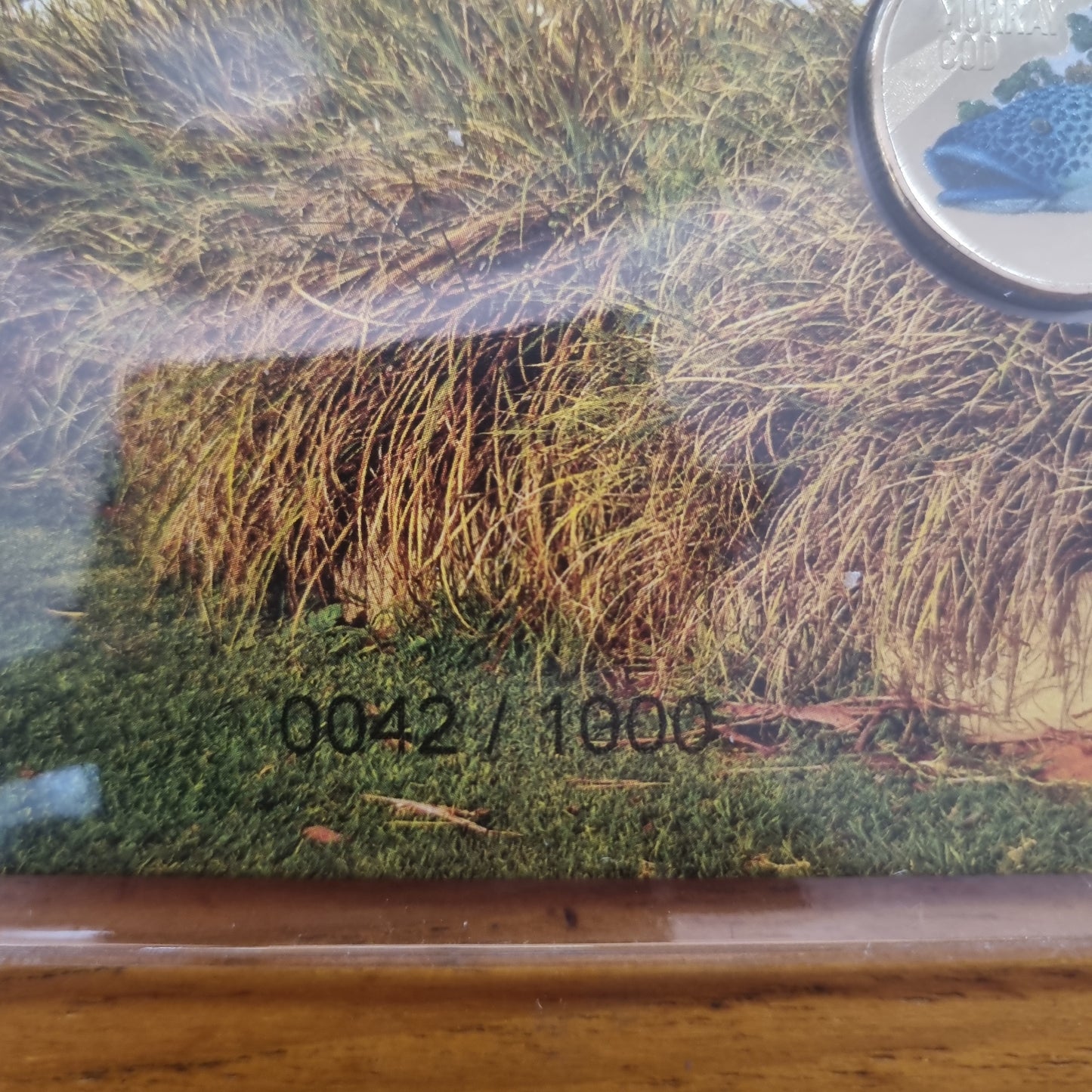 Murray Cod Large - Big Things Two Coin Coloured $1 impressions PNC 2023