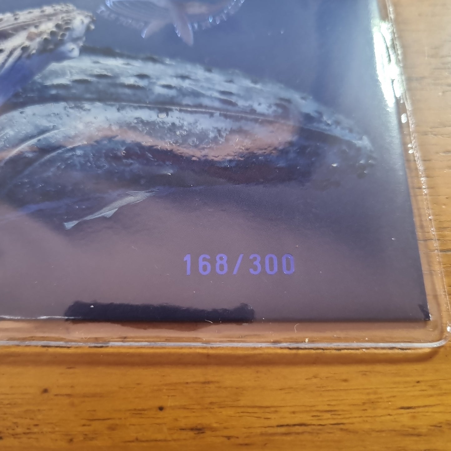 Humpback Whale coloured 50c Impressions PNC 2023